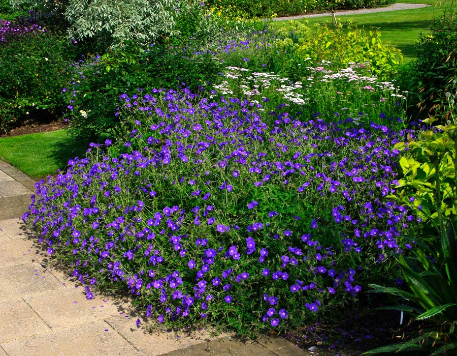 Geranium grandiflorum - deep blue cultivar great addition to low borders
