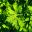Lobed leaves - Geranium himalayense cultivar 'Rozanne-Gerwat'