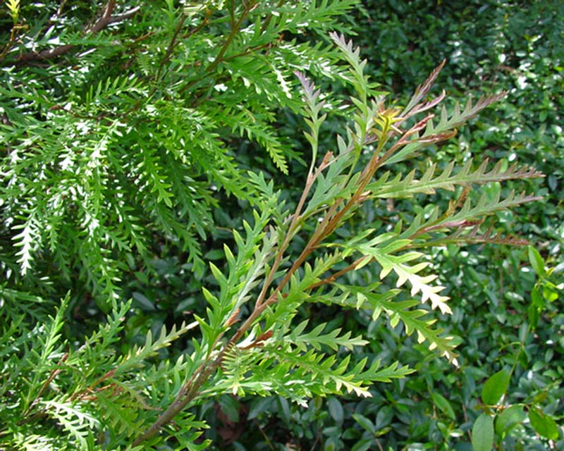 Grevillea 'Ivanhoe' foliage