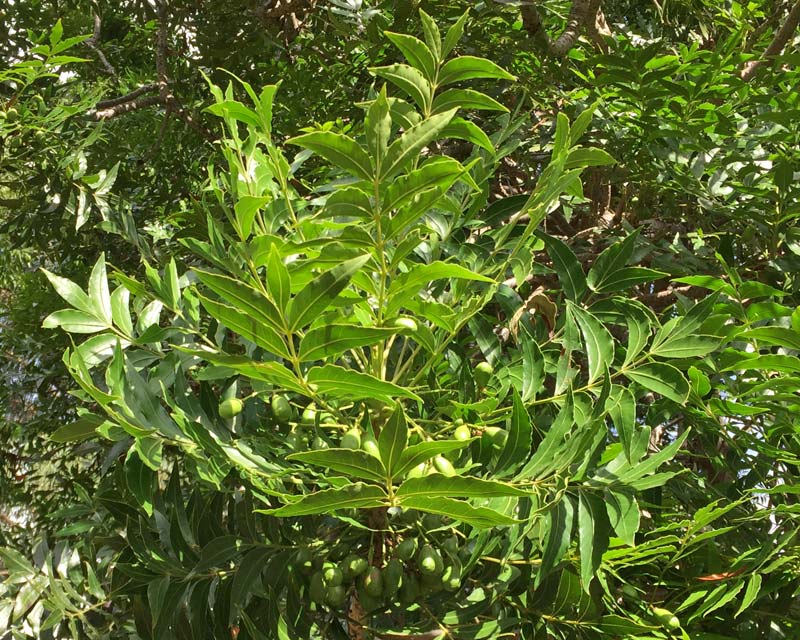 Harpephyllum caffrum - pinnate leaves with sickle shaped leaflets