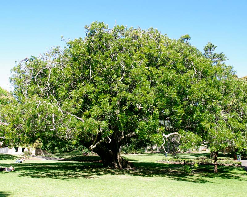 Broadly domed tree - Kaffir Plum - Harpephyllum caffrum