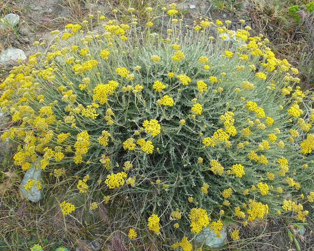 helichrysum italicum gardensonline serotinum