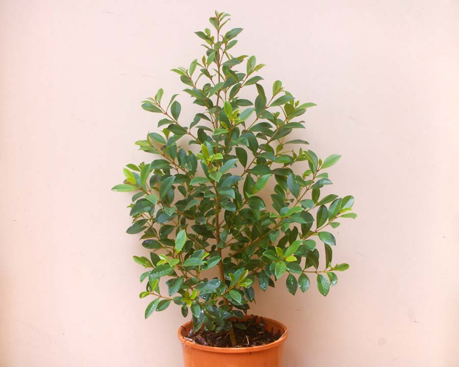 Syzygium australe - 12 months growth from seed