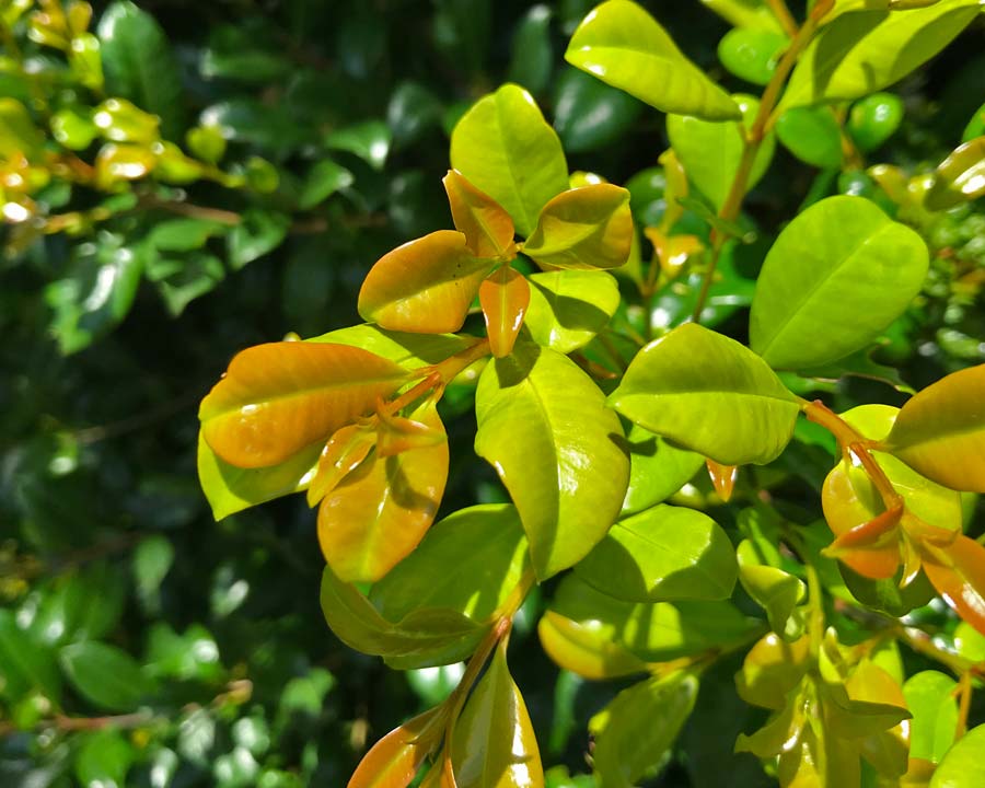 New foliage of Syzygium australe can be slightly bronzy colour - turning greener as it ages.