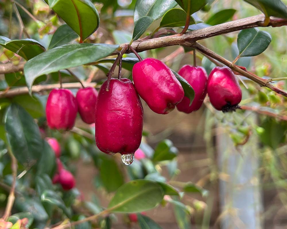 Syzygium australe fruits - Lily Pillies