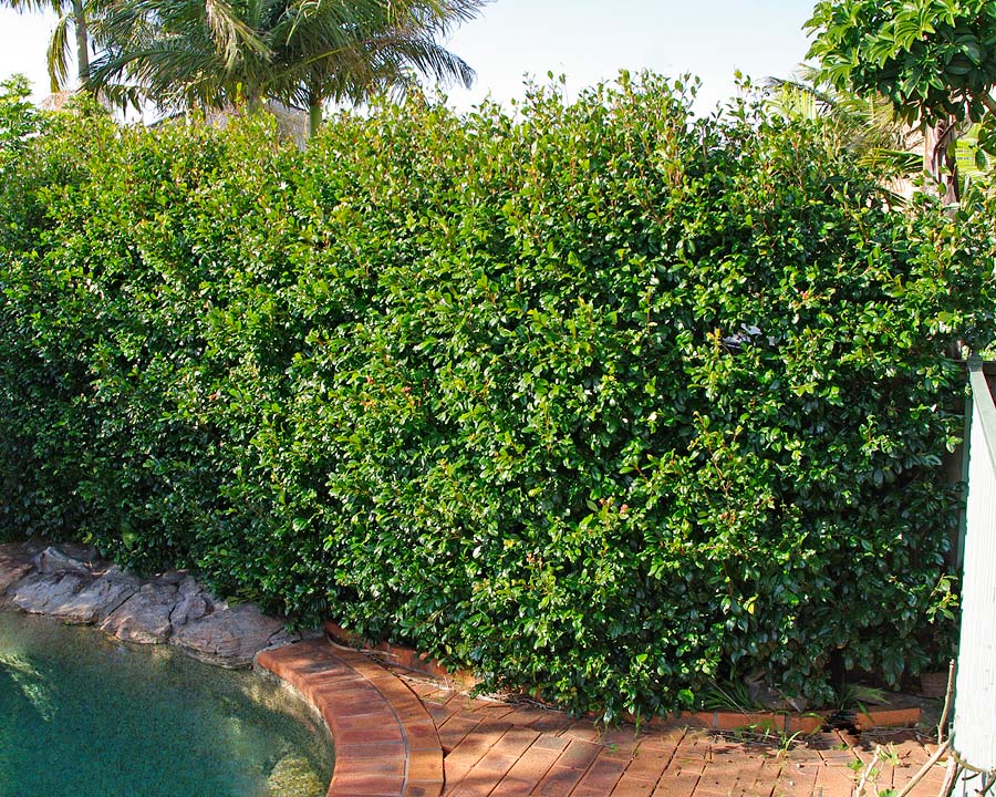 Syzygium australe - the Lilly Pilly makes a great hedge.  This took five to six years to get to this height and thickness (which is very good compared to other hedging plants).