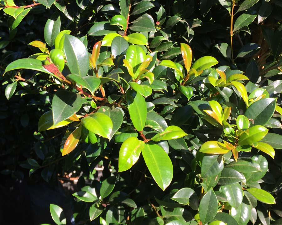 Syzygium australe 'Resilience' - less prone to psyllids