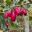 Syzygium australe fruits - Lily Pillies