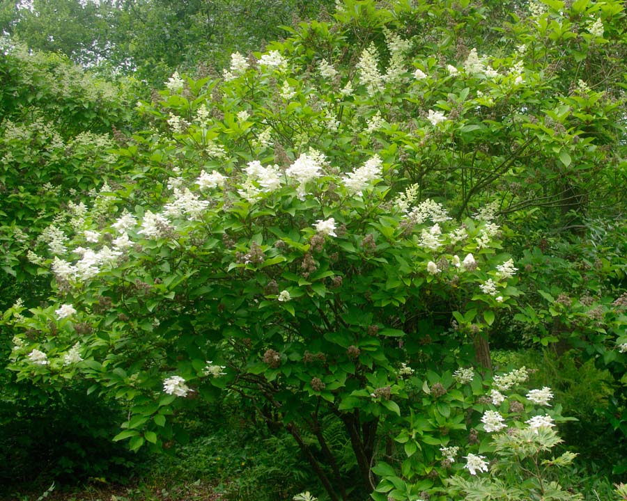 Hydrangea paniculata - panicles of white flowers -