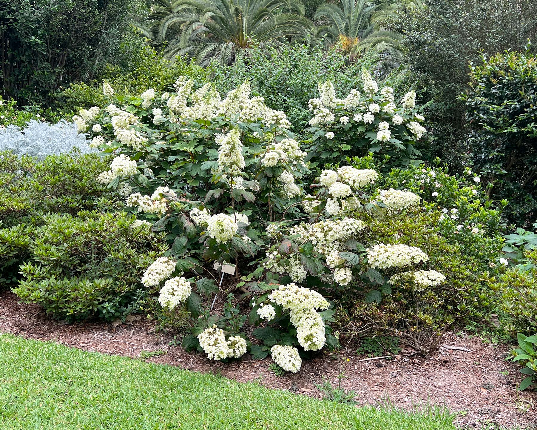 Hydrangea quercifolia - Oak leaved Hydrangea growing in Sydney Botanic Gardens