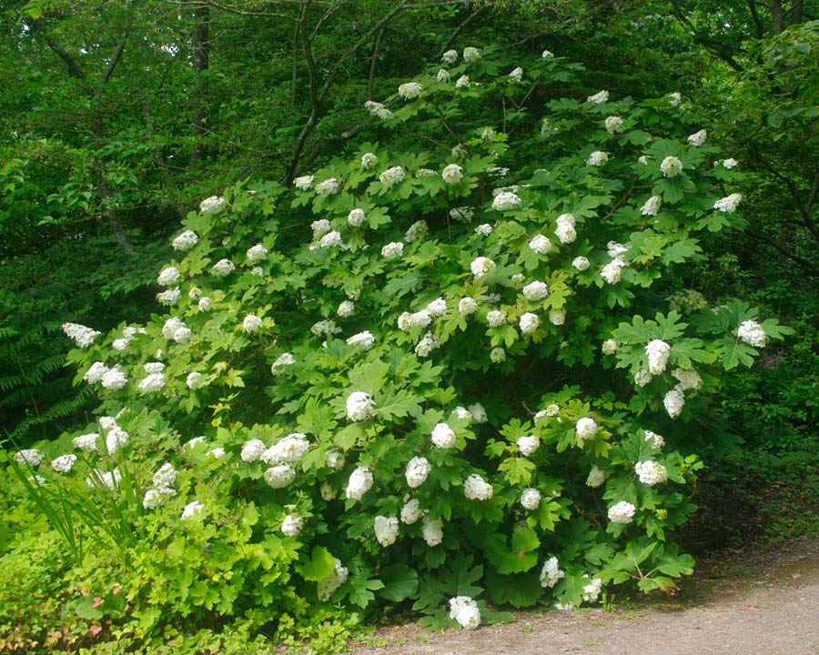 Hydrangea quercifolia Snow Queen 'Flemygea' - Wisley Gardens UK