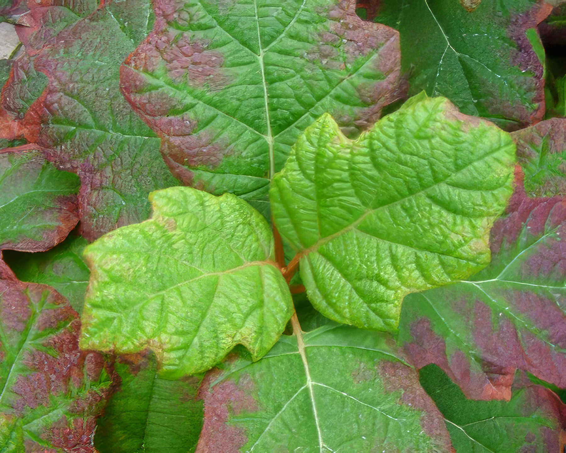 Hydrangea quercifolia leaf