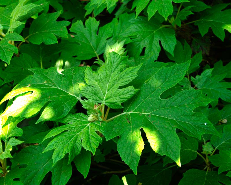 Hydrangea quercifolia -Oak leaved hydrangea deep green leaves of Pee Wee
