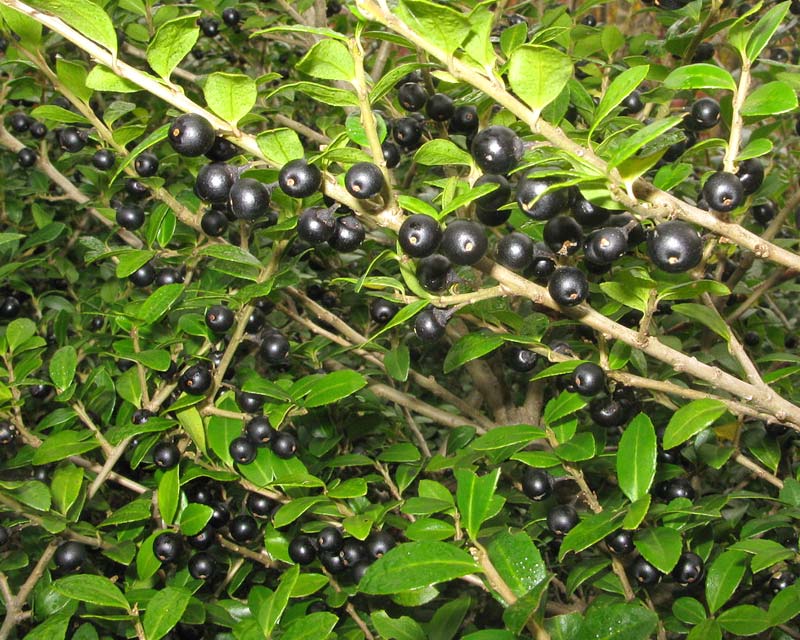 Japanese Holly - Ilex crenata large black berries in autumn photo by Qwert1234