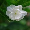 Jasminum sambac, Arabian jasmine