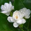 Jasminum sambac - Arabian Jasmine