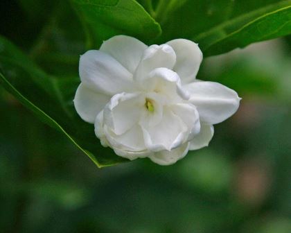 Jasminum sambac, Arabian jasmine