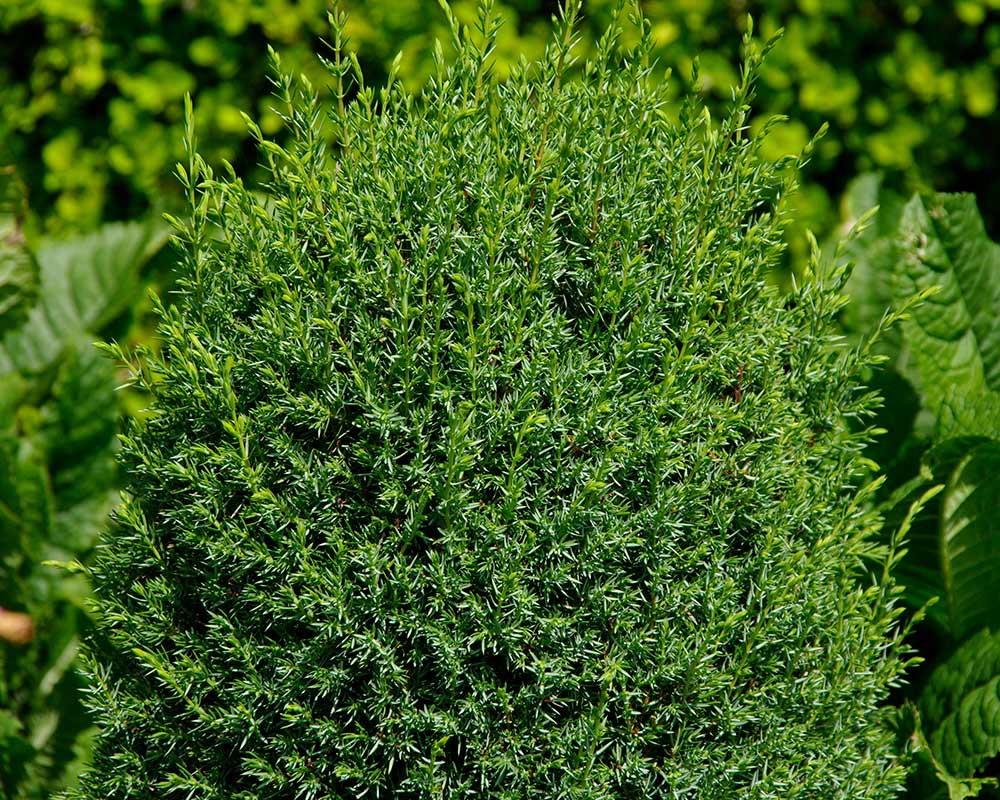 Juniperus communis Hibernica, Irish Juniper