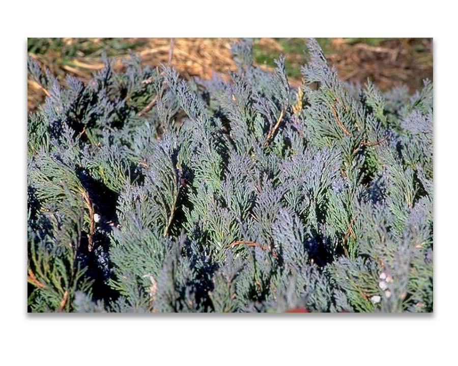 Juniperus horizontalis douglasii - photo Sarah Mclean Cutler