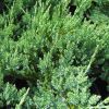 Juniperus horizontalis glauca - this is Blue Rug