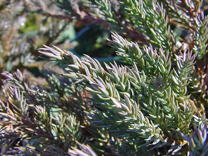 Juniperus squamata Blue carpet