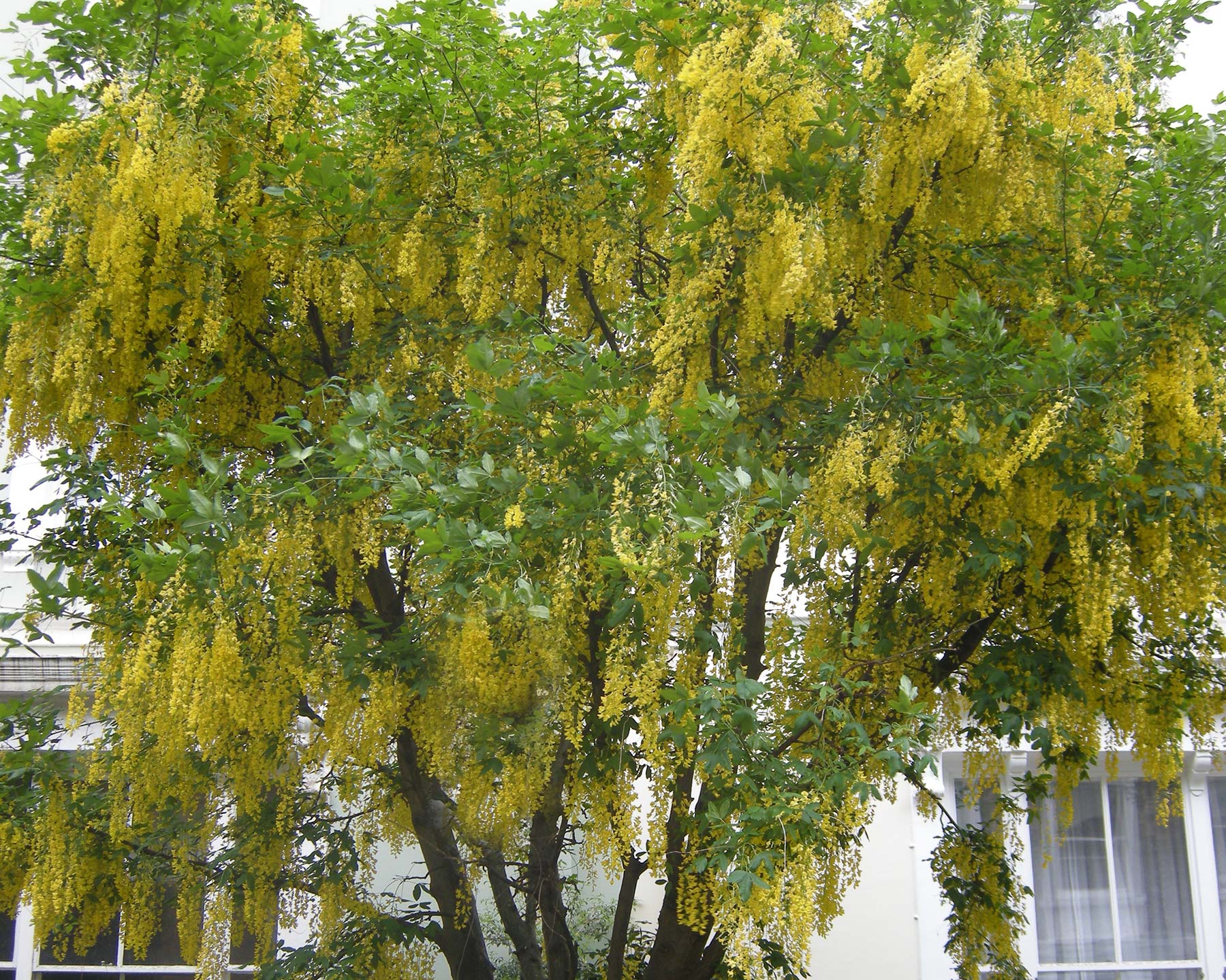 Laburnum wateri Vosii - Golden Chain Tree