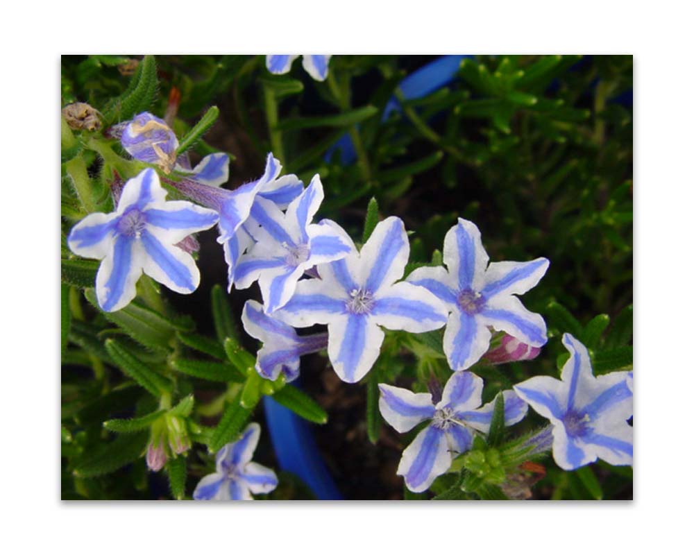 Lithodora diffusa 'Blue Star'