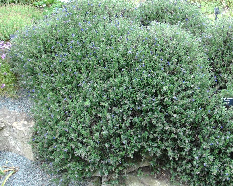 Lithodora diffusa - a low growing spreading shrub with rounded habit
