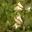Lonicera pileata photo by Meneerke bloem
