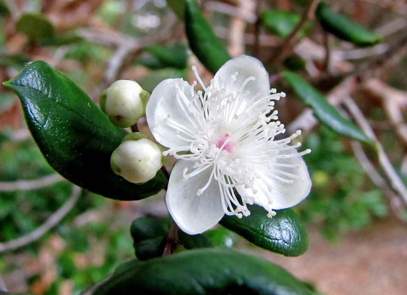 GardensOnline: Luma apiculata