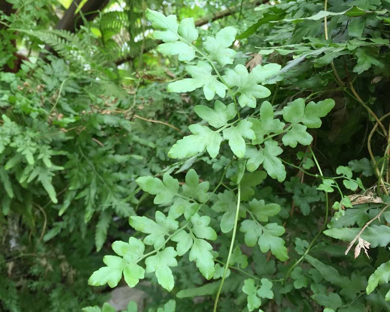 Lygodium japonicum, Japanese Climbing Fern