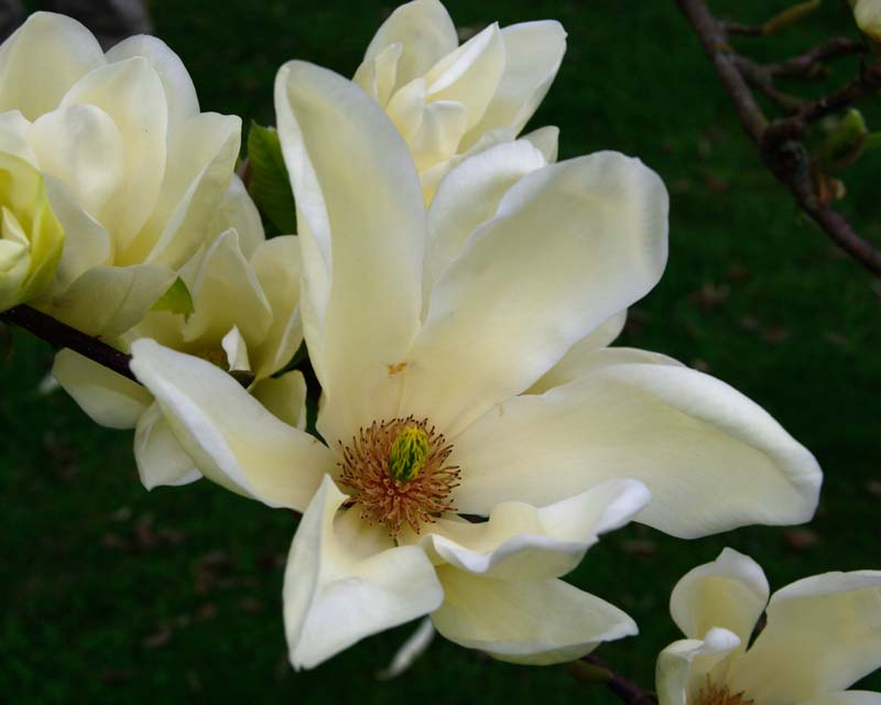 Magnolia x Elizabeth, as seen at Kew Gardens