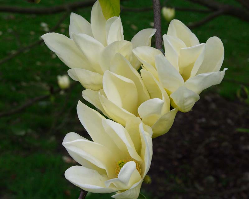 Magnolia x Elizabeth