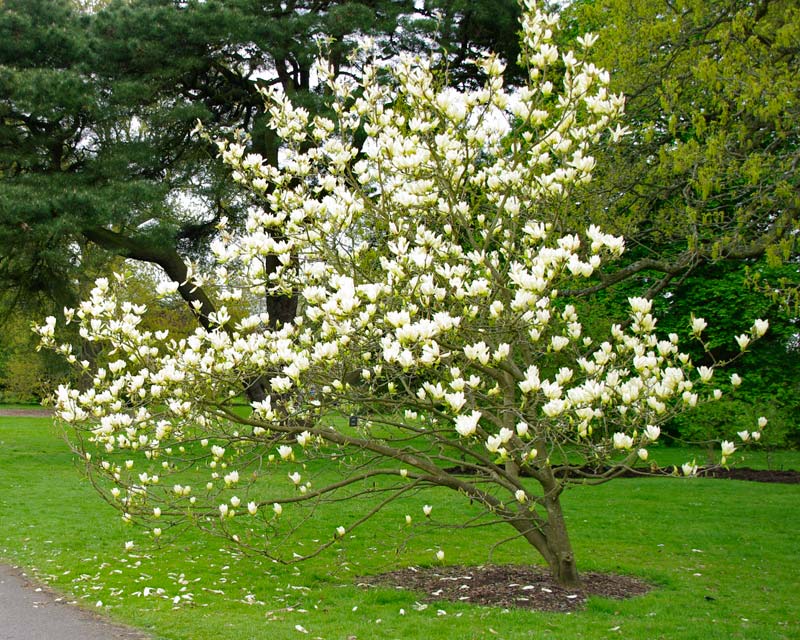Magnolia x Elizabeth -  Kew Gardens in spring
