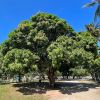 Magnifera indica - Mango Tree, Port Douglas, Qld