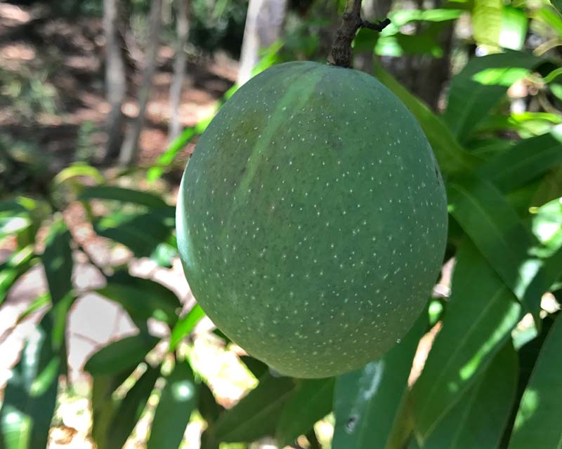 Unripe Mango fruit of Mangifera indica