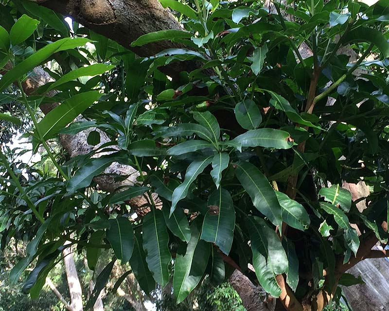Large elliptical leaves of Mangifera indica - Mango