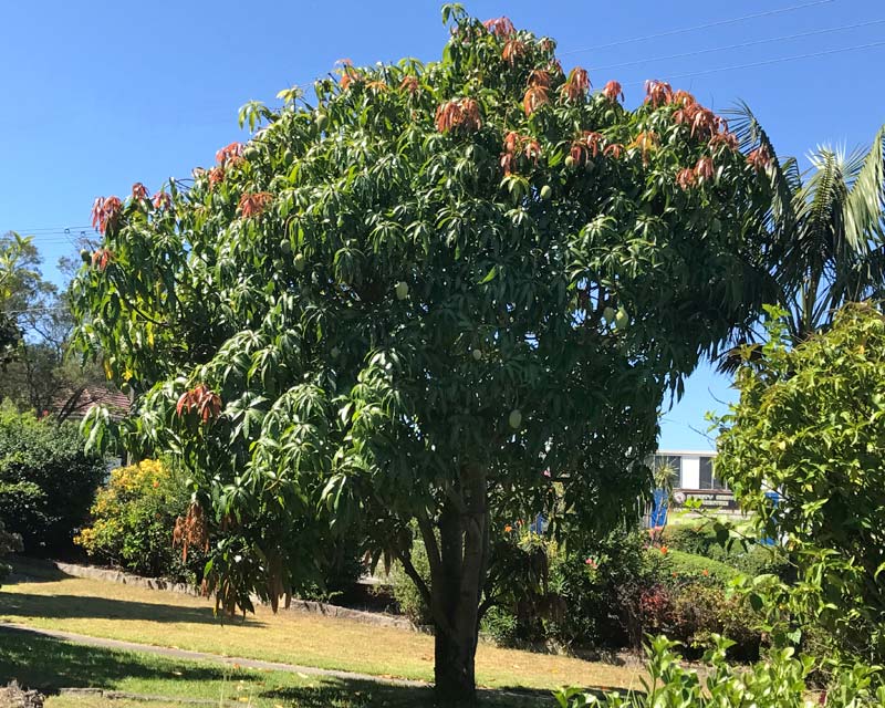 Mangifera indica - the mango tree - summer fruit
