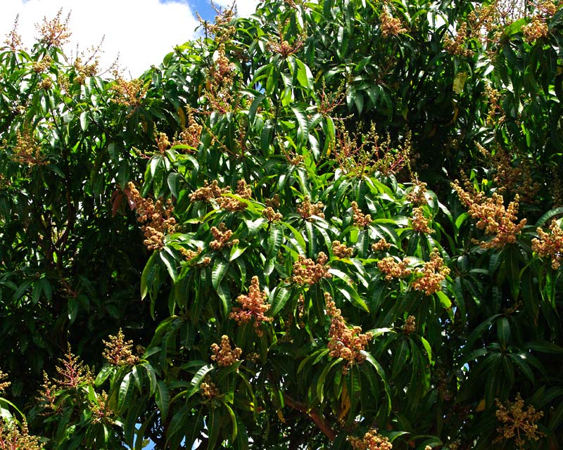 Mangifera indica - Mango Tree - flowers in spring