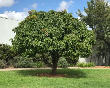Magnifera indica, Mango Tree