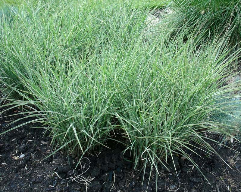 Miscanthus sinensis Morning Light - variegated white and green grass-like blades