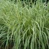 Miscanthus sinensis - a variegated variety