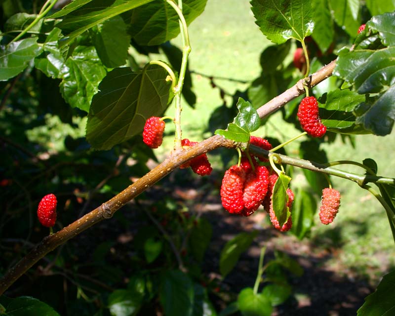 Morus Alba - the fruit turn from white to pink and red as they ripen