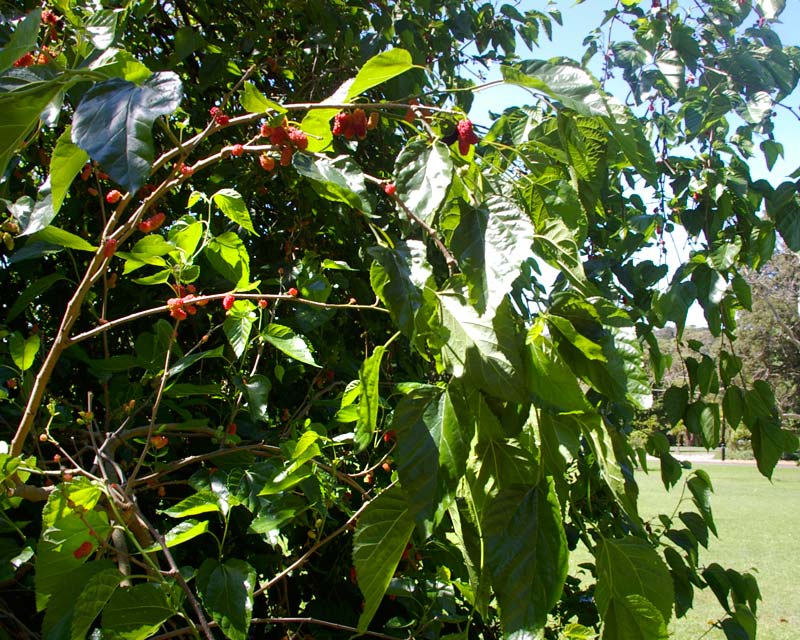 Morus alba - the red fruit can be up to 2.5cm long