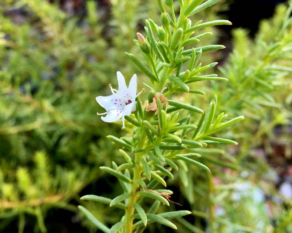 Myoporum parvifolium White - White star-like flower with purple dots around the centre