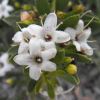 Myoporum parvifolium - photo Stickpen
