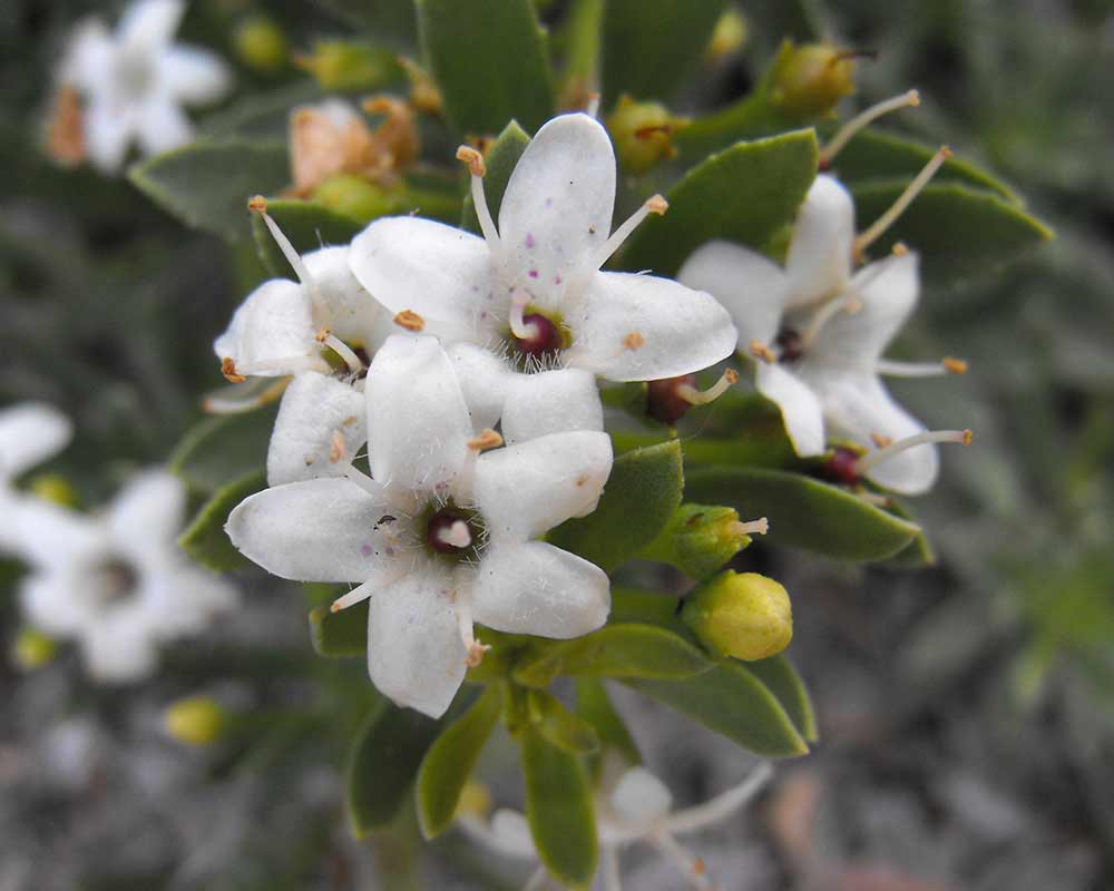 Myoporum parvifolium - photo Stickpen