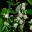 Myrtus communis, the Common Myrtle