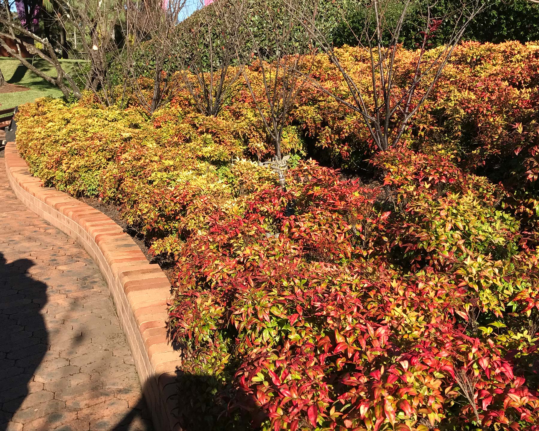 Mass planting of Nandina domestica Nana - Auburn Botanical Gardens in Autumn