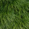 Ophiopogon japonicus - Mondo Grass